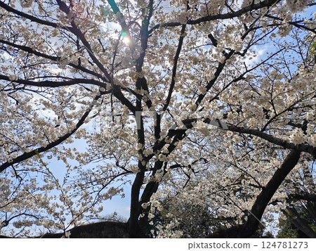 Sunlight filtering through the cherry blossom trees Sunlight filtering through the cherry blossom trees 124781273