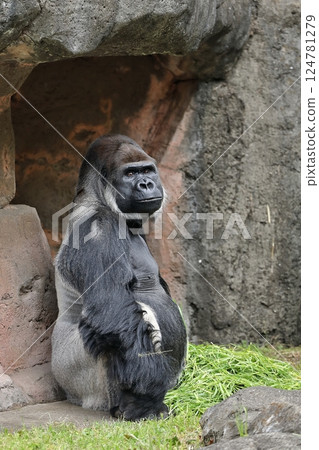 Male gorilla sitting sideways 124781279