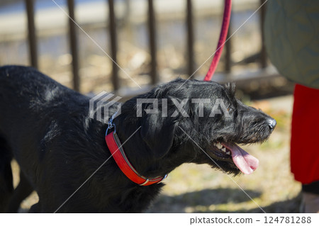 A woman walking a dog 124781288