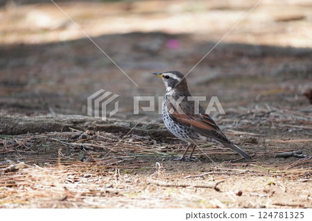Kasai Rinkai Park_Starling 124781325