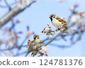 Sparrow taking a rest on a branch of cherry blossoms 124781376