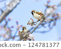 Sparrow taking a rest on a branch of cherry blossoms 124781377