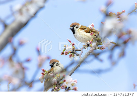 麻雀在櫻花枝上休息 124781377