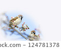 Sparrow taking a rest on a branch of cherry blossoms 124781378