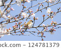 Sparrow taking a rest on a branch of cherry blossoms 124781379