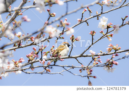 Sparrow taking a rest on a branch of cherry blossoms 124781379