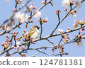 Sparrow taking a rest on a branch of cherry blossoms 124781381