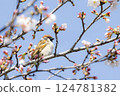 Sparrow taking a rest on a branch of cherry blossoms 124781382
