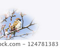 Sparrow taking a rest on a branch of cherry blossoms 124781383