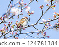 Sparrow taking a rest on a branch of cherry blossoms 124781384