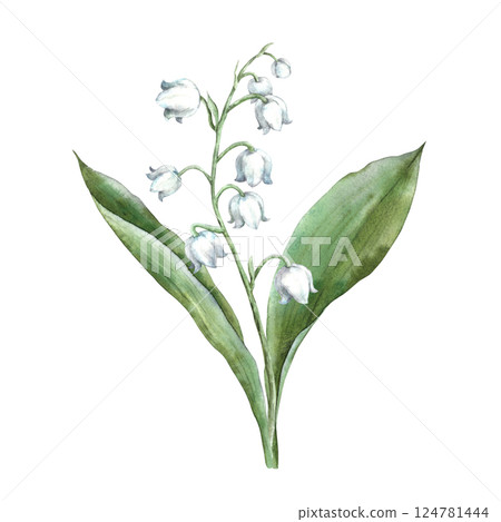 Spring flower delicate lily of the valley with large green leaves. Watercolor botanical illustration, perfect for greeting cards, wedding invitations, branding, packaging and spring design. 124781444