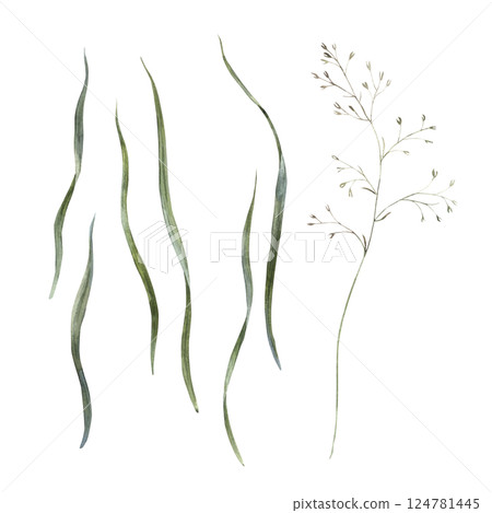 Realistic green blades of grass of different sizes and wild plants. Botanical illustration set drawn in watercolor, for holidays and wedding industry, various packaging and cards, textiles. 124781445