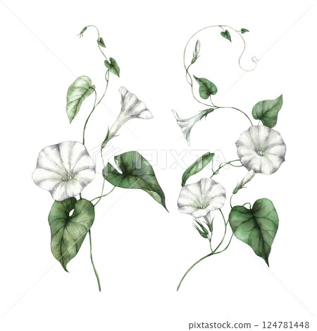 White morning glory flowers with lush green leaves and twisted stems. Hand-drawn watercolor illustration ideal for greeting cards, wedding sets, fabric prints, wall decor, eco-packaging, scrapbooking. 124781448