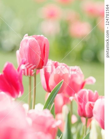 Beautiful tulip flower 124781564