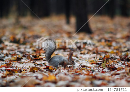 A red squirrel in the autumn forest in its natural habitat. A close-up portrait of a squirrel. The forest is full of muted colors on the eve of winter. 124781711