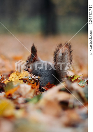 A red squirrel in the autumn forest in its natural habitat. A close-up portrait of a squirrel. The forest is full of muted colors on the eve of winter. A red squirrel in the autumn forest in its natural habitat. A close-up portrait of a squirrel. The forest is full of muted colors on the eve of winter. 124781712