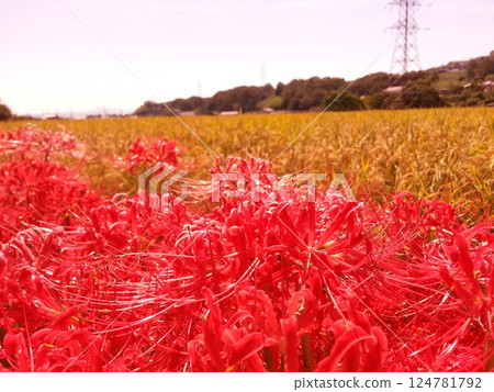 Cluster amaryllis and countryside scenery 124781792