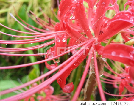Cluster amaryllis and raindrops 124781793