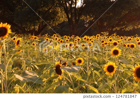 夕陽照射下的向日葵 124781847