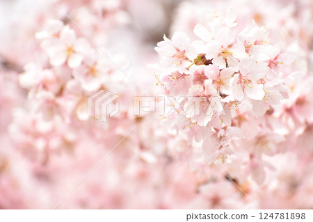 Bright pink Tairyo Sakura 124781898