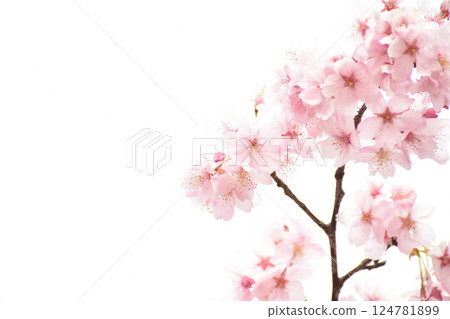 Bright pink Tairyo Sakura 124781899