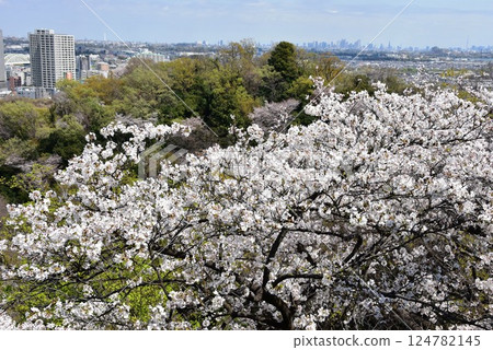 View of Tokyo and cherry blossoms in full bloom from Masugatayama Observatory in Ikuta Ryokuchi, Kawasaki City 124782145