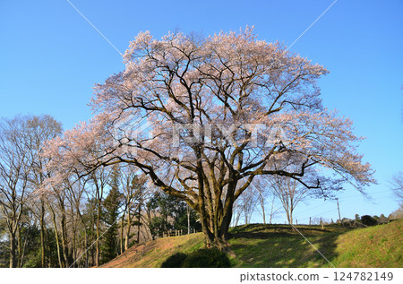 埼玉縣大里郡寄居町八方城內的宇治國櫻花盛開。 埼玉縣大里郡寄居町八方城內的宇治國櫻花盛開。 124782149