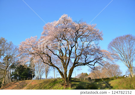 埼玉縣大里郡寄居町八方城內的宇治國櫻花盛開。 124782152