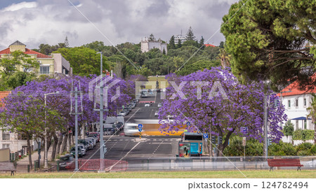 Beautiful Blue Jacaranda blooming in Lisbon street with monument in Jardim Ducla Soares timelapse. Portugal 124782494