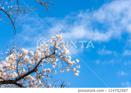Spring scenery with cherry blossoms in full bloom and blue skies 124782887
