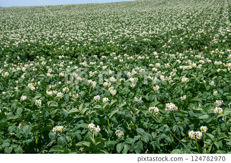 Potato field with white flowers in full bloom 124782970