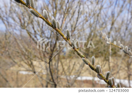 Spring of pussy willow 124783000