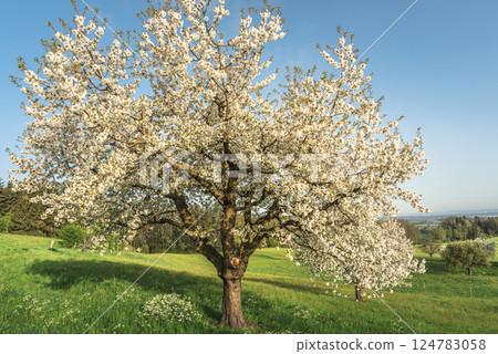 Close up of a flowering pear tree on a green meadow Close up of a flowering pear tree on a green meadow 124783058