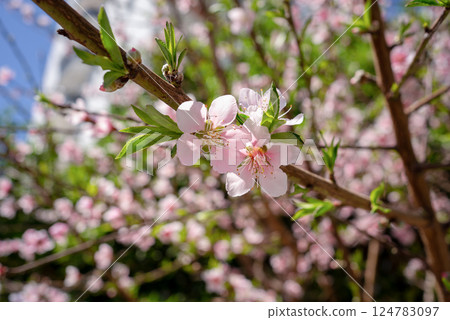 Beautiful pink peach blossoms in spring. Beautiful pink peach blossoms in spring. 124783097