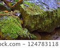 moss-covered rock 124783118
