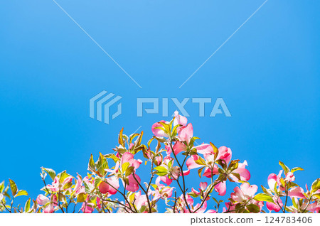 Blue sky and dogwood 124783406