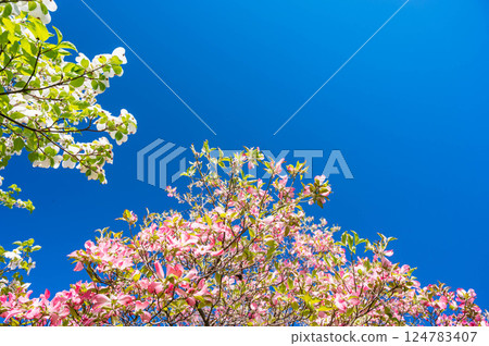 Blue sky and dogwood 124783407