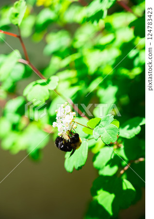 Carpenter bee on a white flower Carpenter bee on a white flower 124783423