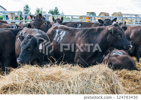 Black Angus calves in the open air Black Angus calves in the open air 124783430