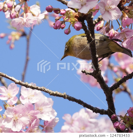 A beautiful Japanese white-eye resting on a branch of Kawazu cherry blossoms in spring A beautiful Japanese white-eye resting on a branch of Kawazu cherry blossoms in spring 124783433