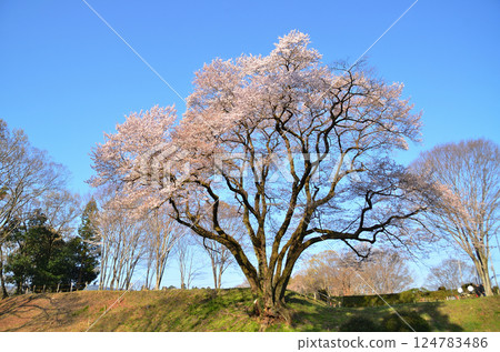 Ujikuni cherry blossoms at Hachigata Castle in Hachigata, Yorii-machi, Osato-gun, Saitama Prefecture. 124783486