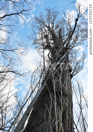 A tree that shines in the blue sky A tree that shines in the blue sky 124783514