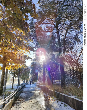 A Metasequoia-lined street dyed in autumn leaves 124784126