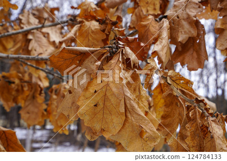 橡樹葉一直附著在新芽長出之前 橡樹葉一直附著在新芽長出之前 124784133