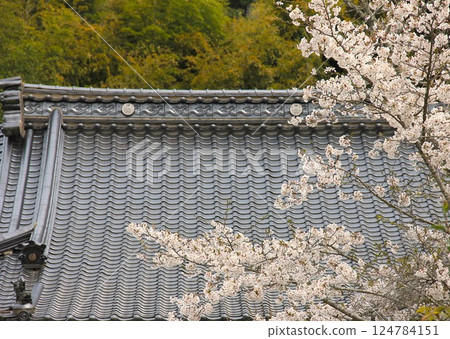 寺廟和櫻花 寺廟和櫻花 124784151