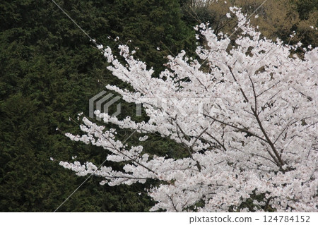 山中盛開的山櫻 山中盛開的山櫻 124784152