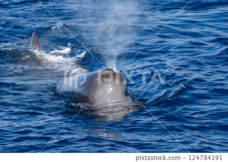 Physeter macrocephalus spermwhale in mediterranean sea 124784191