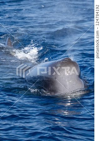 Physeter macrocephalus spermwhale in mediterranean sea 124784192