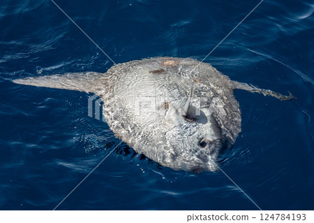 Sunfish Mola Mola ligurian sea 124784193