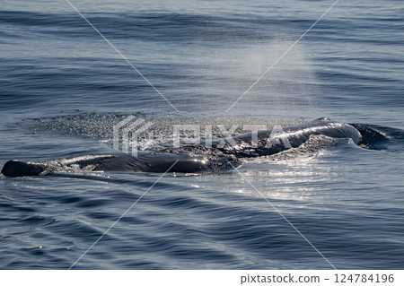 Physeter macrocephalus spermwhale in mediterranean sea 124784196